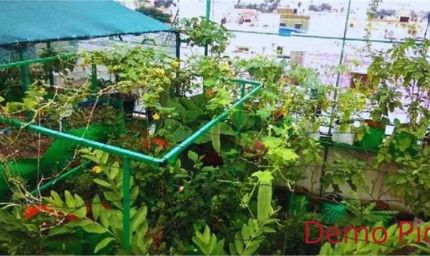 हरियाणा में शुरू होगी अनोखी योजना: अब घर की छत और गमलों में उगेंगे फल-सब्जियां