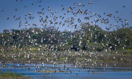 छत्तीसगढ़ का पहला रामसर साइट बना कोपरा जलाशय