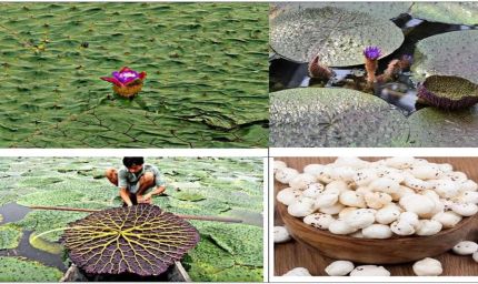 रायपुर : मुख्यमंत्री विष्णु देव साय के प्रयास से छत्तीसगढ़ मखाना बोर्ड में शामिल