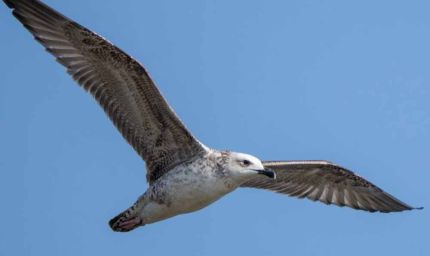 5 साल बाद रूसे जलाशय में दिखी दुर्लभ Steppe Gull, मध्य भारत की जैव विविधता के लिए शुभ संकेत
