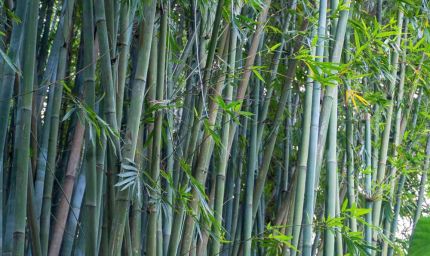 झारखंड के ‘हरे सोने’ की खुशबू अब अफ्रीका तक, ग्रामीणों की बदलेगी किस्मत!