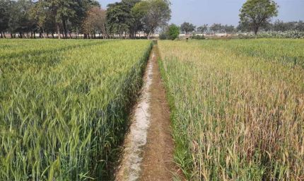 राजस्थान में ‘सेम’ का संकट गहराया, 2 लाख हेक्टेयर खेती तबाह; लोकसभा में उठा मुद्दा