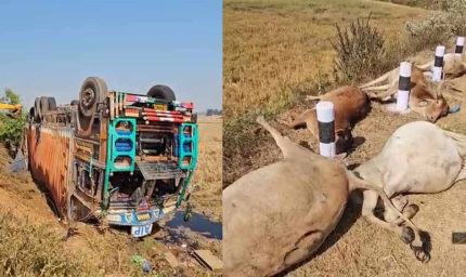 मवेशियों से भरा कंटेनर पलटा, 50 से ज्यादा गायों की दर्दनाक मौत, गांव में फूटा आक्रोश