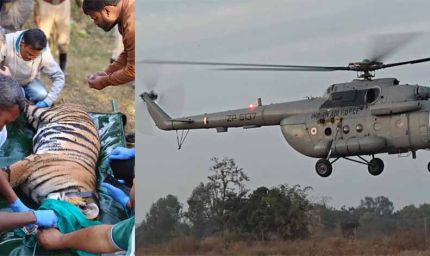 पेंच से राजस्थान लाई गई बाघिन, एयरफोर्स हेलीकॉप्टर से हुआ रेस्क्यू ऑपरेशन