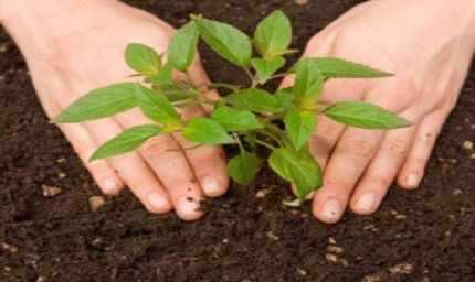 पंजाब में नया कानून लागू, सभी शहरी क्षेत्रों में असर, ग्रीनिंग पंजाब मिशन के तहत नए पार्क विकसित