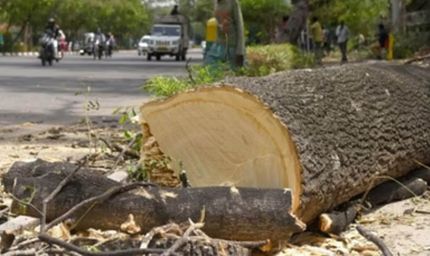 भोपाल की हरियाली खतरे में: रोड चौड़ीकरण के लिए 7 हजार से ज्यादा पेड़ कटेंगे, NHAI के दावे पर सवाल