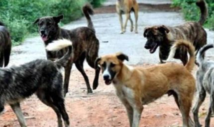 शराब के लिए हैवानियत: कुत्ते को मारकर खरगोश का मीट बताकर गांव में बेचा, बिहार में सनसनीखेज कांड