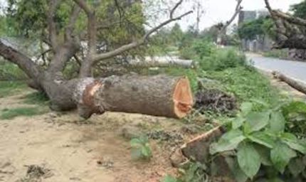भोपाल-अयोध्या बायपास पर NGT का बड़ा फैसला, पेड़ों की कटाई पर तत्काल रोक