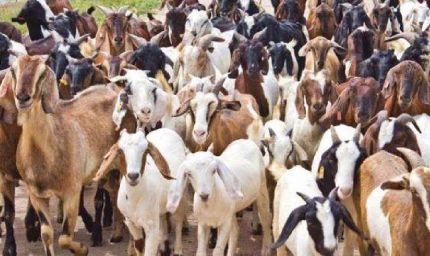 मध्य प्रदेश की बकरी पालन योजना: 40-60% अनुदान के साथ किसान कमा सकते हैं 40-50 हजार रुपए महीना