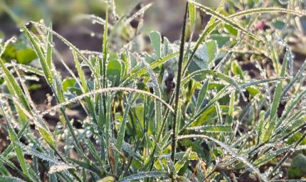 राजस्थान में शीतलहर का कहर: सीकर–अलवर में खेतों और वाहनों पर जमी बर्फ, टूटा ठंड का रिकॉर्ड