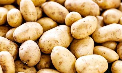 हरियाणा में आलू के दाम धड़ाम, लागत भी नहीं निकल रही; किसान तबाही की कगार पर, BKU ने CM सैनी से लगाई गुहार