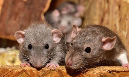 झारखंड: पुलिस की निगरानी में रखा 200 किलो गांजा चूहों ने खा लिया