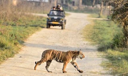 धोखाधड़ी से बचें—टाइगर रिज़र्व में सफारी MPOnline.gov.in से ही करें बुकींग