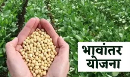 भावांतर योजना में सोयाबीन का मॉडल रेट 4345 रुपए जारी