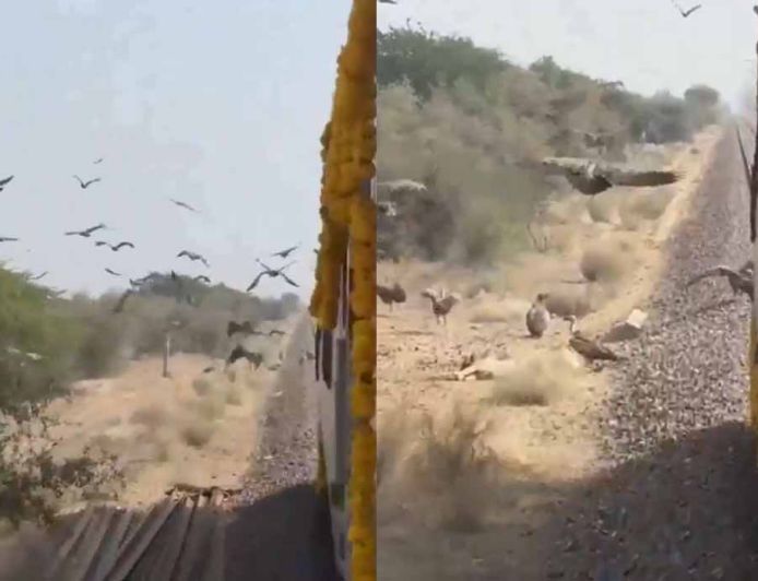 लोको पायलट का जज्बा: गिद्धों की सुरक्षा के लिए धीमी चलाई स्वर्णनगरी एक्सप्रेस