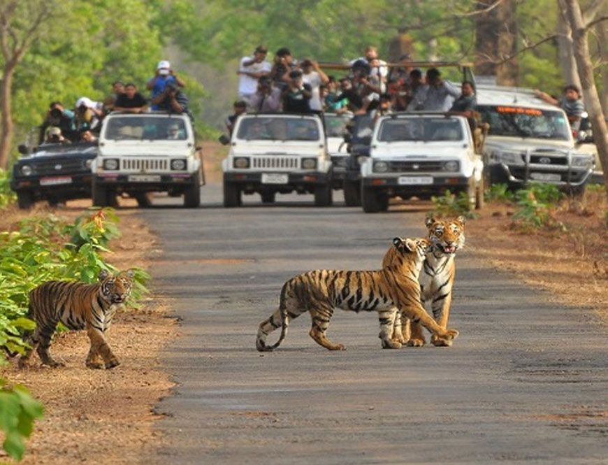 बांधवगढ़ में पर्यटन का नया रिकॉर्ड, अक्तूबर-नवंबर में सैलानियों की संख्या में 13% की बढ़ोतरी