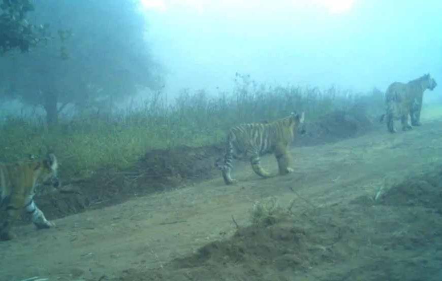 रणथंभौर में खुशखबरी: बाघिन T-2307 के तीन शावकों का जन्म, फोटो ट्रैप कैमरे से हुई पुष्टि