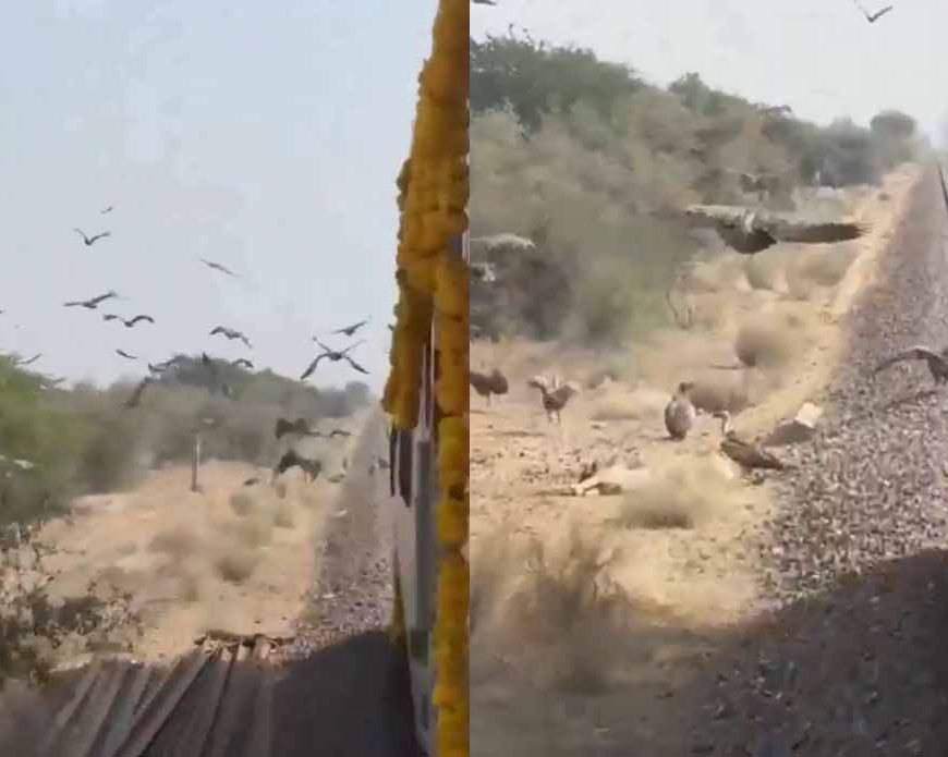 लोको पायलट का जज्बा: गिद्धों की सुरक्षा के लिए धीमी चलाई स्वर्णनगरी एक्सप्रेस