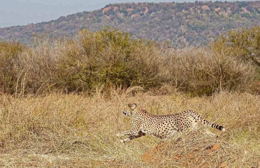 मुख्यमंत्री डॉ. यादव अंतर्राष्ट्रीय चीता दिवस पर कूनो में 3 चीते छोड़ेंगे जंगल में