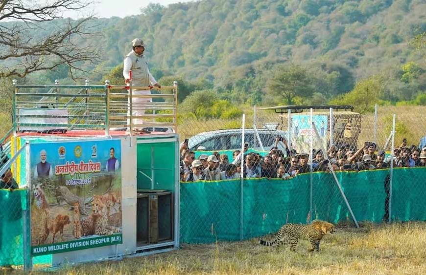 अंतर्राष्ट्रीय चीता दिवस पर बड़ा कदम: CM मोहन यादव ने तीन चीतों को जंगल में किया रिलीज