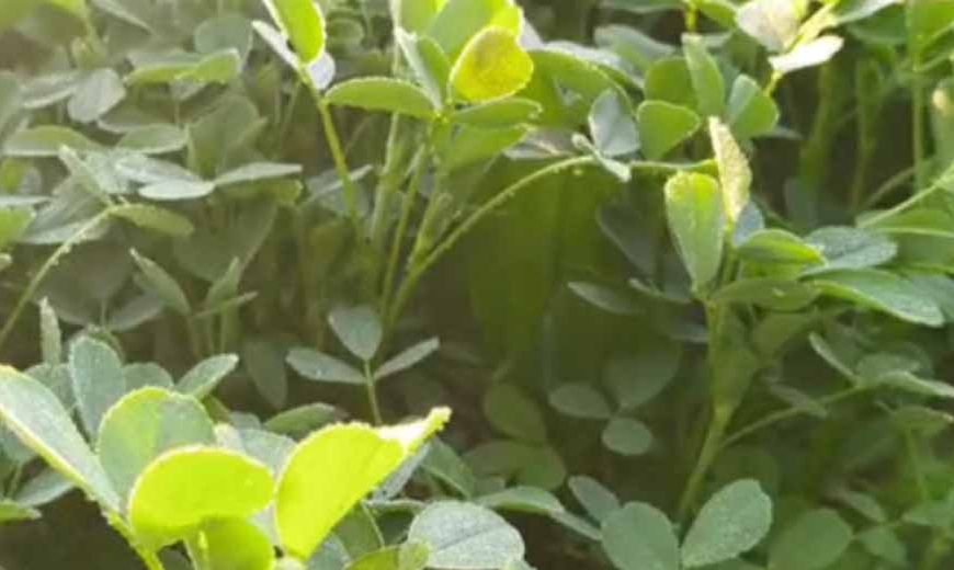 सीकर में कोल्डवेव का कहर: तापमान 1°C, फसलों पर जमी बर्फ