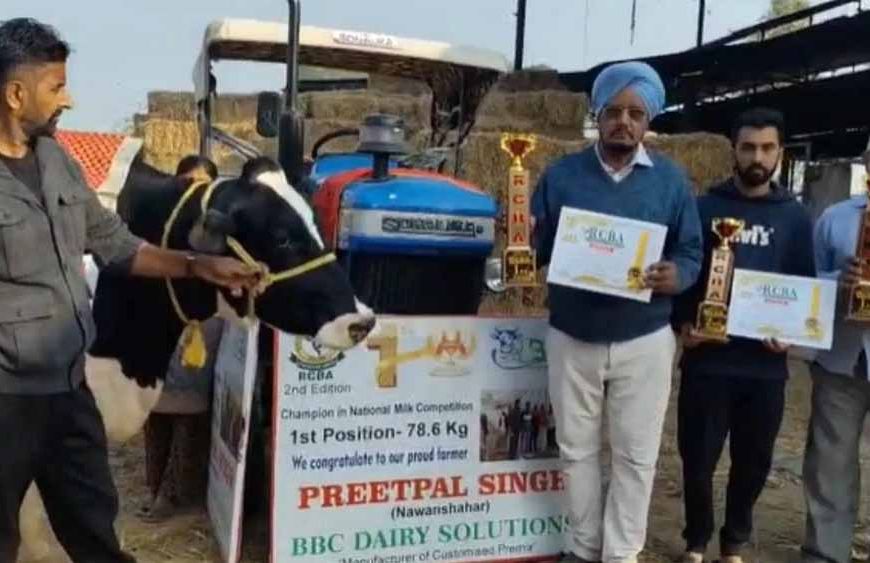 मिल्किंग चैंपियनशिप का नया रिकॉर्ड: 78 किलो दूध देने वाली पंजाब की गाय बनी नंबर-1 विजेता
