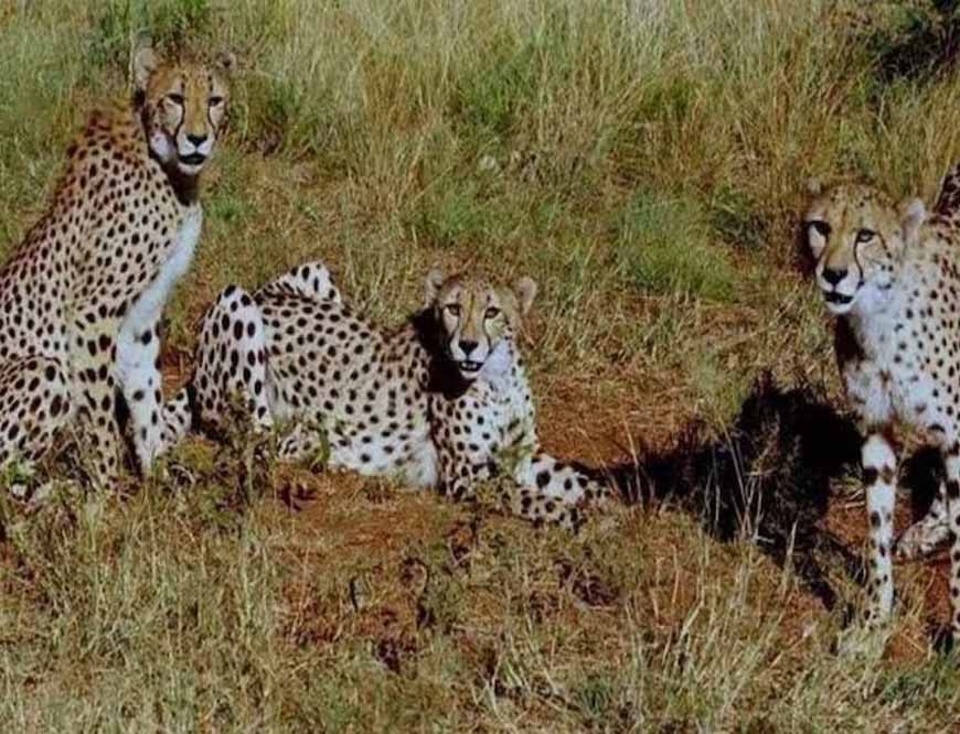 कूनो नेशनल पार्क: वीरा के एक शावक की खुले जंगल में मौत, 24 घंटे पहले हुआ था रिलीज