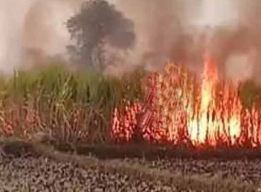 गन्ने के खेत में भीषण आग: 7 एकड़ फसल राख, ग्रामीणों ने संभाला मोर्चा