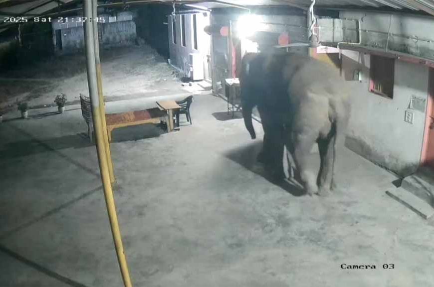 रिहायसी इलाके में हाथी का आतंक: दंतेल ने तोड़ा गेट, घर में घुसने की कोशिश