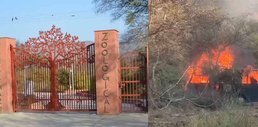 नाहरगढ़ बायोलॉजिकल पार्क: लॉयन सफारी में आग, बड़ा हादसा टला