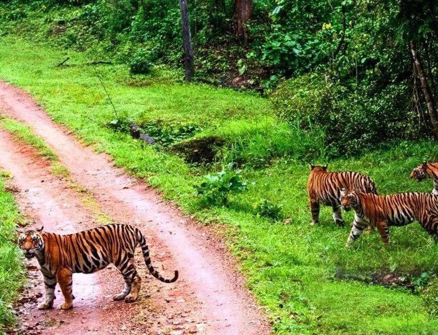 संजय टाइगर रिजर्व में सर्वे, शाकाहारी और मांसाहारी प्राणियों का आकलन, मिली खुशखबरी
