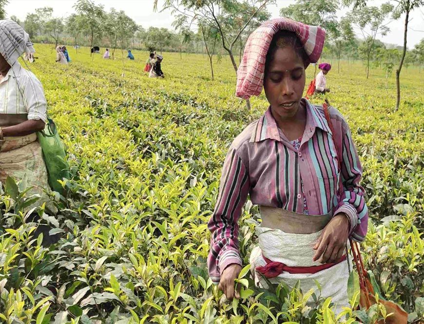 मांडविया का बयान: सरकार चाय बागानों की महिला कामगारों के कल्याण के लिए प्रतिबद्ध