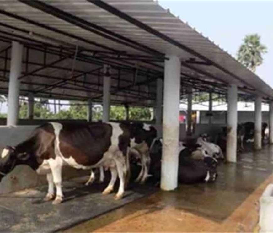 पंजाब का बड़ा एक्शन: डेयरी प्रोजेक्ट्स को 25 दिसंबर तक अनिवार्य रूप से पूरा करने का आदेश