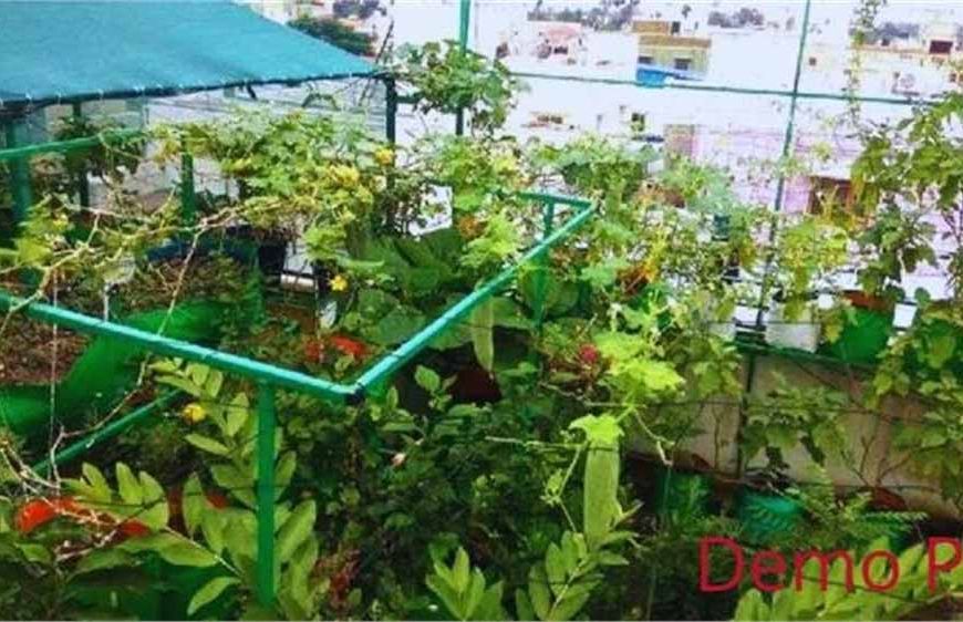 हरियाणा में शुरू होगी अनोखी योजना: अब घर की छत और गमलों में उगेंगे फल-सब्जियां
