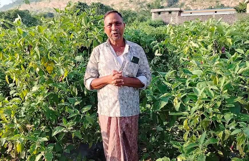 ग्राफ्टेड बैंगन से बदली खेती की तस्वीर - खरसिया के किसान मुरलीधर साहू ने
