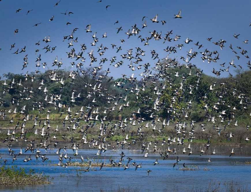 छत्तीसगढ़ का पहला रामसर साइट बना कोपरा जलाशय