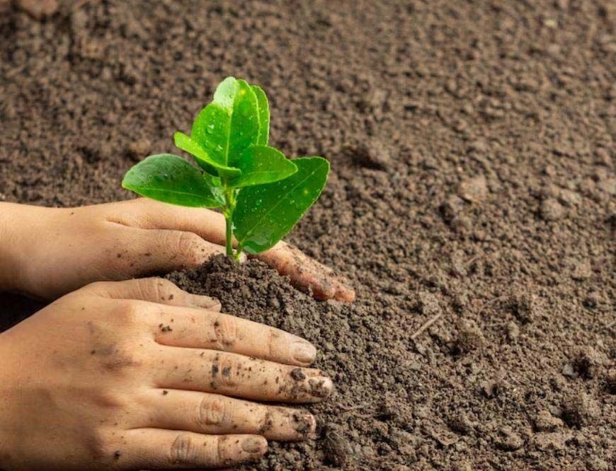 मान सरकार का ग्रीनिंग पंजाब मिशन: 12 लाख से ज्यादा वृक्षारोपण से पंजाब बना ग्रीन ज़ोन