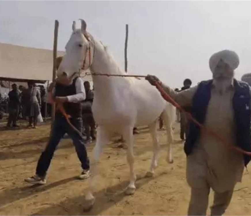 कुरुक्षेत्र पशु मेले में छाया पंजाब का सफेद घोड़ा, कीमत सुनकर हैरान रह गए लोग, मालिक ने ठुकराया सौदा