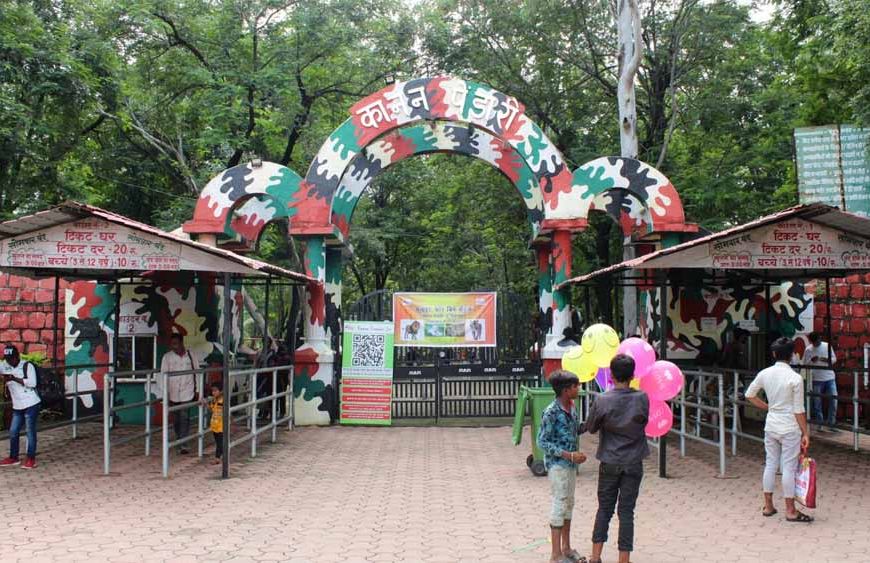 कानन पेंडारी जू में शोक की लहर, बाघिन रागिनी की मौत