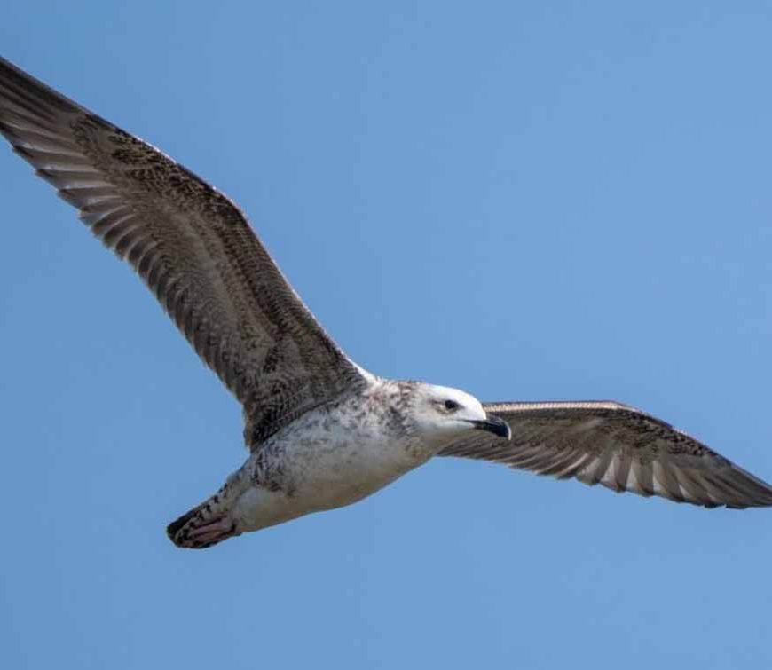5 साल बाद रूसे जलाशय में दिखी दुर्लभ Steppe Gull, मध्य भारत की जैव विविधता के लिए शुभ संकेत