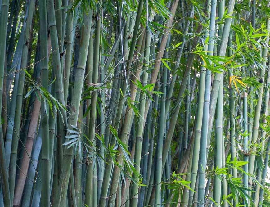 झारखंड के ‘हरे सोने’ की खुशबू अब अफ्रीका तक, ग्रामीणों की बदलेगी किस्मत!