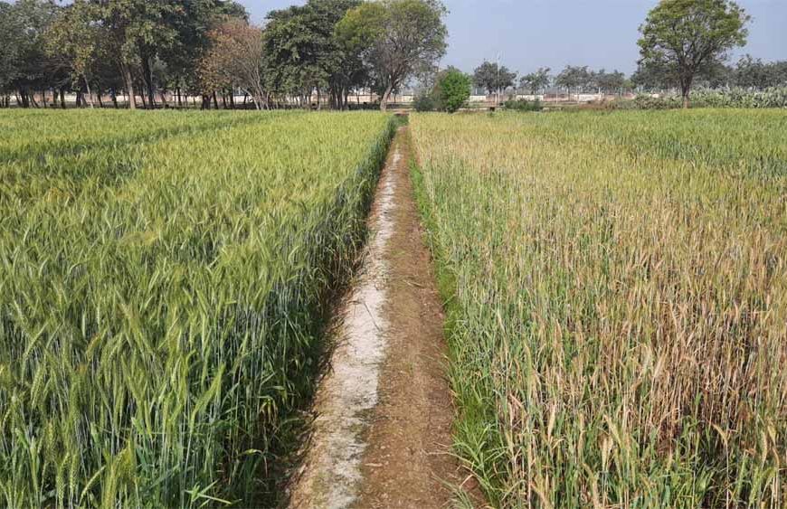 राजस्थान में ‘सेम’ का संकट गहराया, 2 लाख हेक्टेयर खेती तबाह; लोकसभा में उठा मुद्दा