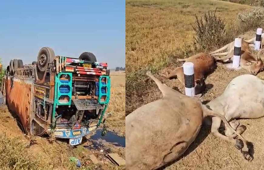मवेशियों से भरा कंटेनर पलटा, 50 से ज्यादा गायों की दर्दनाक मौत, गांव में फूटा आक्रोश