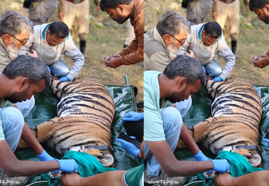 पेंच टाइगर रिज़र्व, मध्यप्रदेश से रामगढ़ विषधारी टाइगर रिज़र्व, राजस्थान में एक बाघिन का सफल स्थानांतरण