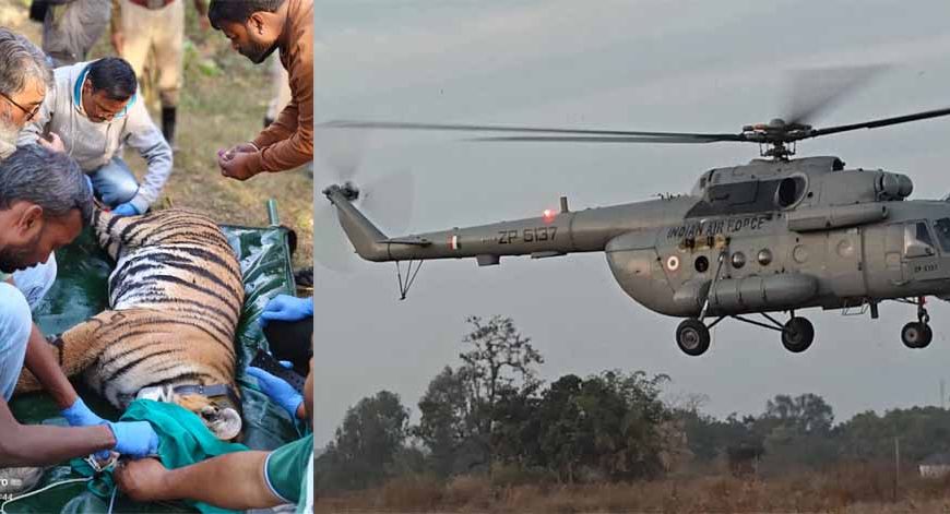 पेंच से राजस्थान लाई गई बाघिन, एयरफोर्स हेलीकॉप्टर से हुआ रेस्क्यू ऑपरेशन
