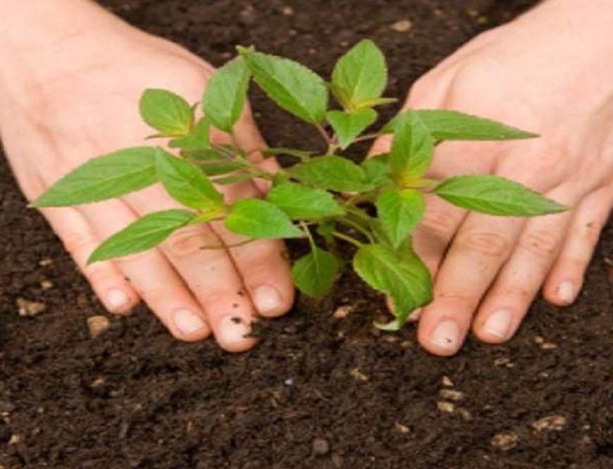 पंजाब में नया कानून लागू, सभी शहरी क्षेत्रों में असर, ग्रीनिंग पंजाब मिशन के तहत नए पार्क विकसित