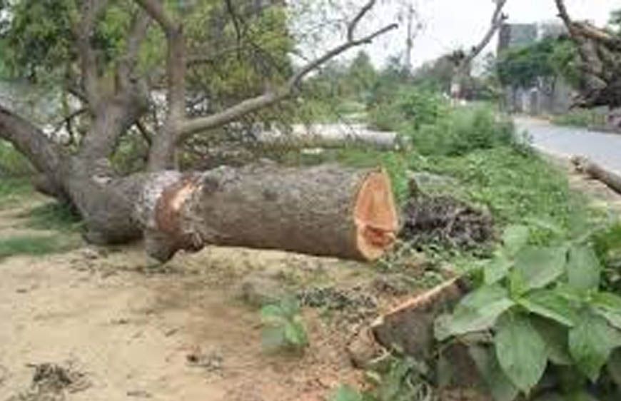 भोपाल-अयोध्या बायपास पर NGT का बड़ा फैसला, पेड़ों की कटाई पर तत्काल रोक