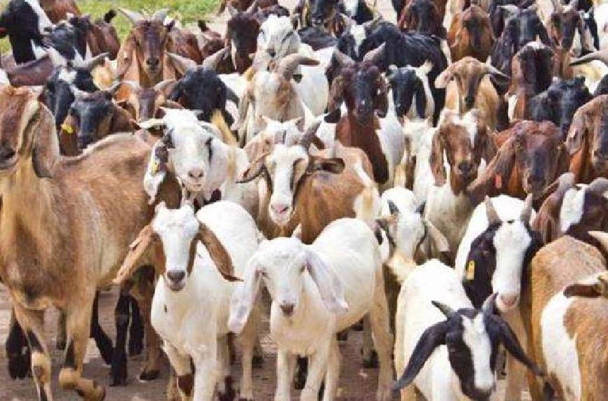 मध्य प्रदेश की बकरी पालन योजना: 40-60% अनुदान के साथ किसान कमा सकते हैं 40-50 हजार रुपए महीना