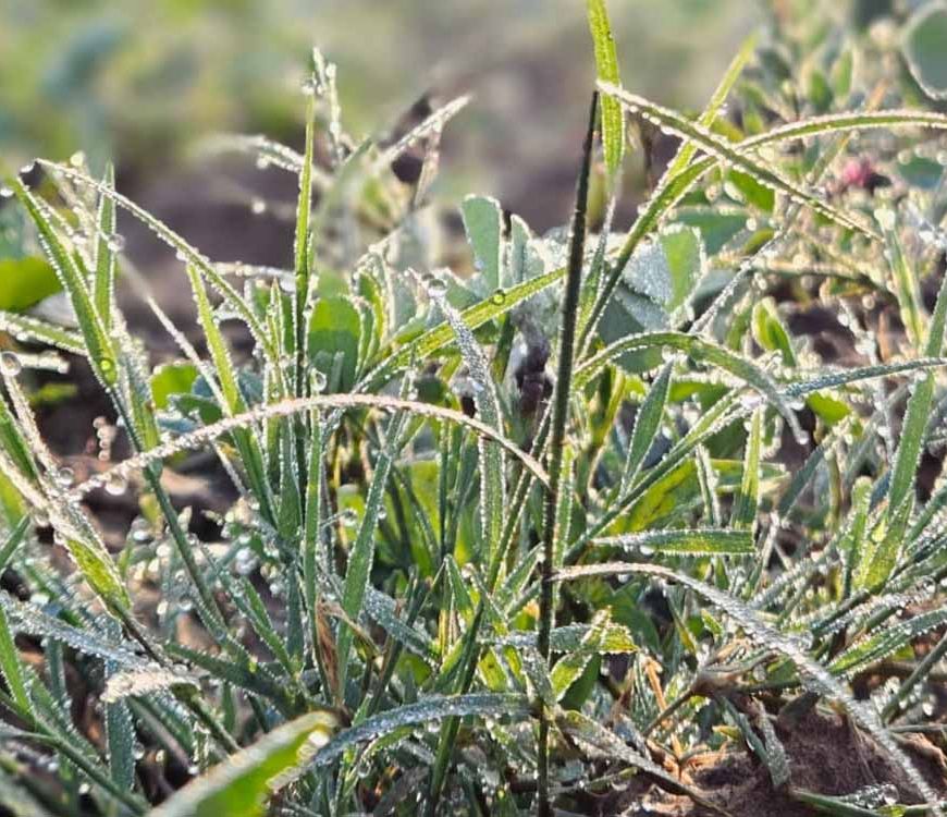 राजस्थान में शीतलहर का कहर: सीकर–अलवर में खेतों और वाहनों पर जमी बर्फ, टूटा ठंड का रिकॉर्ड