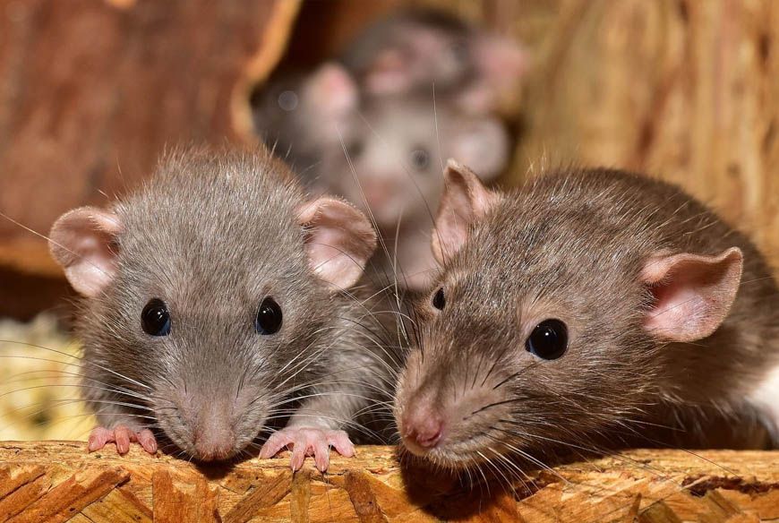 झारखंड: पुलिस की निगरानी में रखा 200 किलो गांजा चूहों ने खा लिया